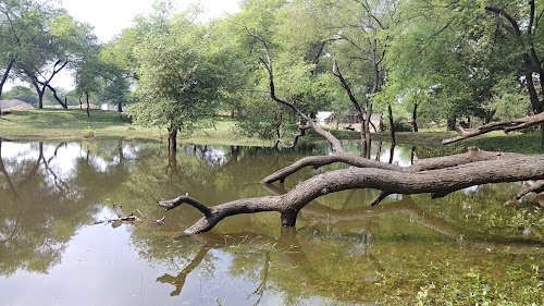 Kongoni