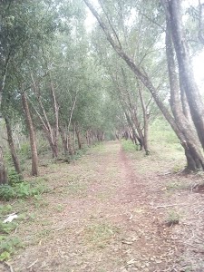 Poonkulanji