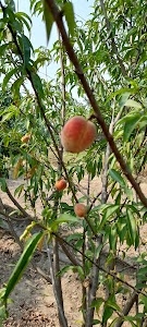 Kushawali
