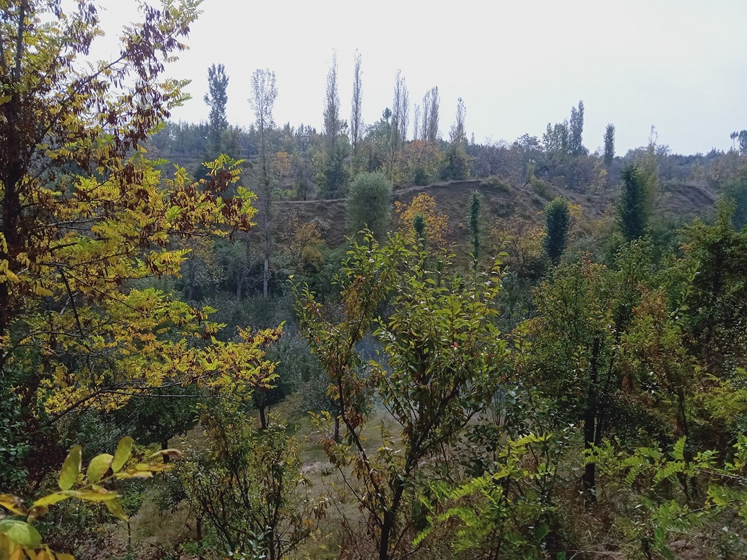 Futli Pora