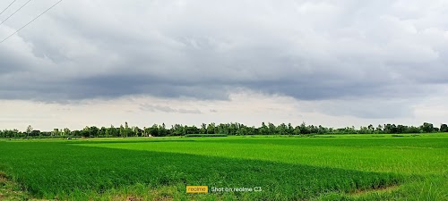 Chhachha