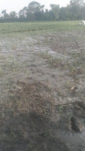 Katihar more