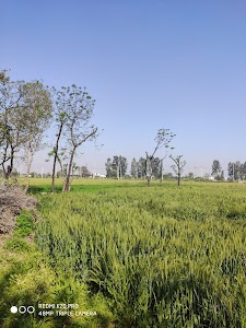 Sector 33