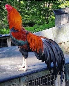 Kalkere