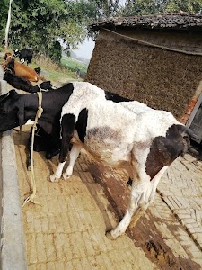 Animal hospital & dairy farm Alampur