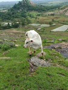 Katingkela