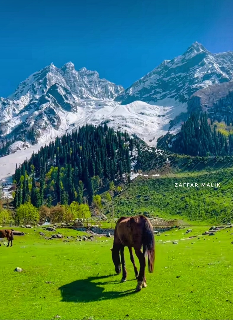 Thajwas glacier camping and Mir camping agencies Baltal