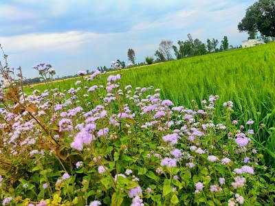 Kumraha