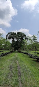 Mathurabagan