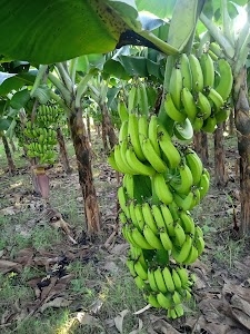 Shimultapu