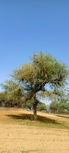 Vrindavan