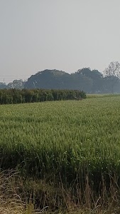 Bahraichi