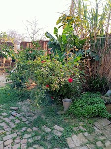Manpur