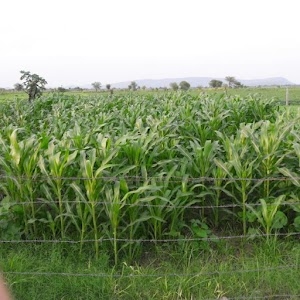 Daulatpura