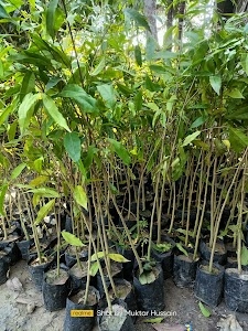 Bharat Nursery and Agri-Horticultural Firm
