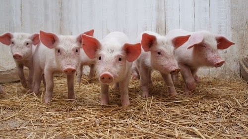 Green Piggery Farm