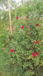 Lakhanpura