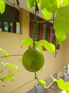 Parippu