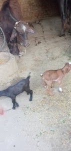 Jangal Jahanabad