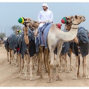 Shaikh Hamdan Desert Safari