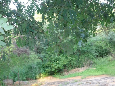 Kasu Brahmananda Reddy National Park, Jubilee Hills