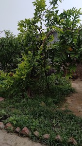 Shameem tyagi faizan शमीम त्यागी फैजान