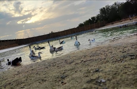 Bayan Farm مزرعة بيان