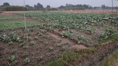 Maurya Farming