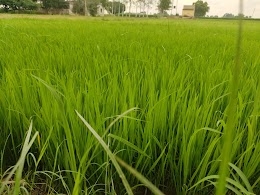 Narhan