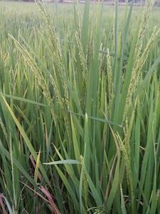 Bijora