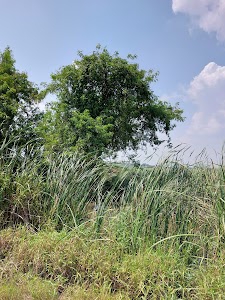 Mallavaram