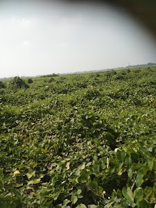 Koriyahi