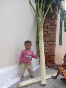 Makora