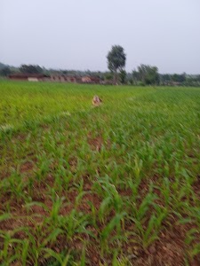 मानपुर