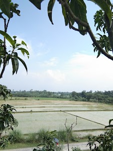 Gerawan