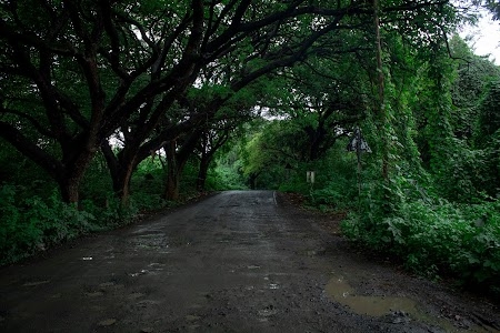 Aarey Milk Colony