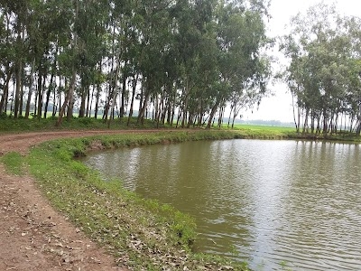 Fului