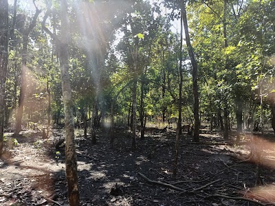 Bengal Safari