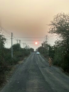 Bhokara