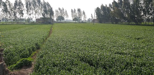 BJP YADAV Farm House Hasayan
