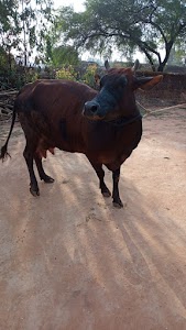 Vinod dairy jamuna