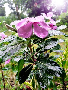 Maliada