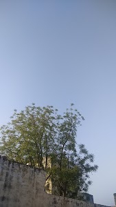 Gurera