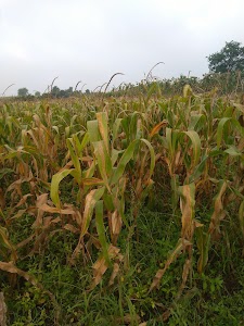 AGRI BUSINESS CENTER
