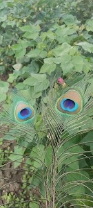 Mubarakpur