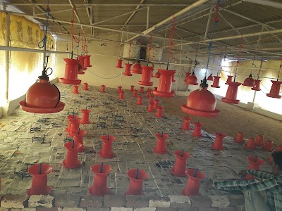 रामपुर पोल्ट्री हाउस