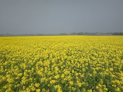 Beldanga
