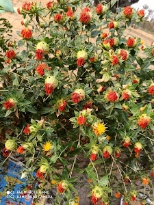 Rohinia
