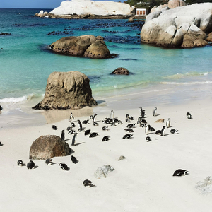 Boulders Penguin Colony