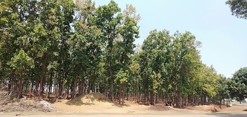Khuti Toli Forest खुटी टोली जंगल